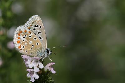 Polyommatus bellargus