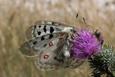 Parnassius apollo