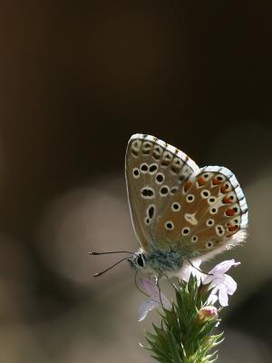 Polyommatus bellargus