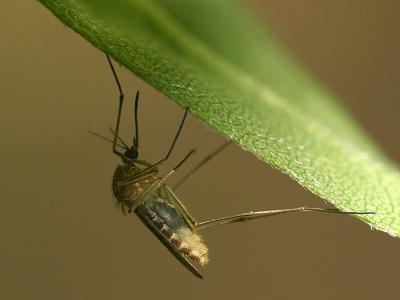 Culicidae sp.