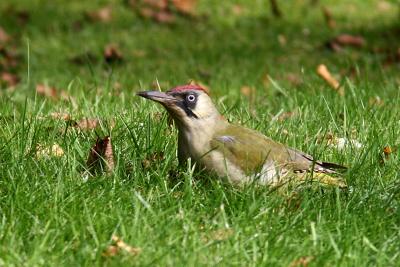 Green Woodpecker