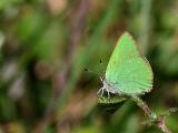 Callophrys rubi