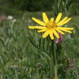 Tragopogon pratensis