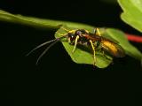 Ichneumonidae sp.