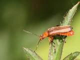 Cantharis livida