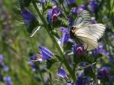Aporia crataegi