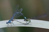 Coenagrion puella