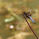 Libellula depressa