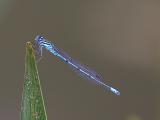 Coenagrion puella