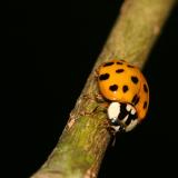 Harmonia axyridis