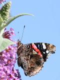 Vanessa atalanta