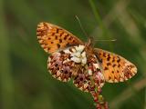 Boloria titiana