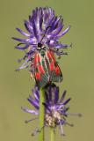 Zygaena sp.