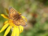 Boloria selene