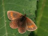 Erebia melampus