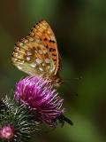 Argynnis aglaja