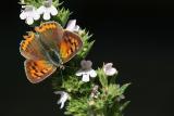 Lycaena phlaeas