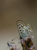 Lycaena tityrus (f)