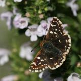 Spialia sertorius