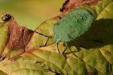 Shield bug (larva)