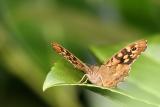 Pararge aegeria