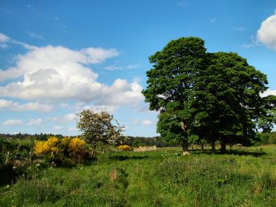 Trees...