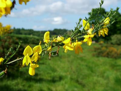 Gorse...