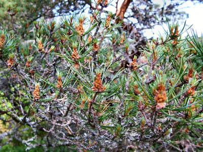 Pine...