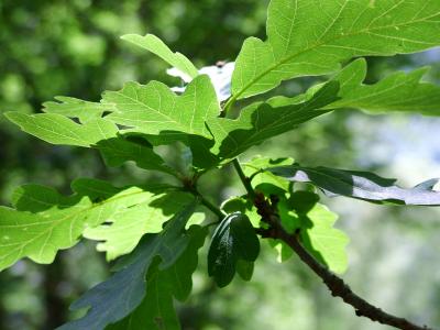 Oak leaf...