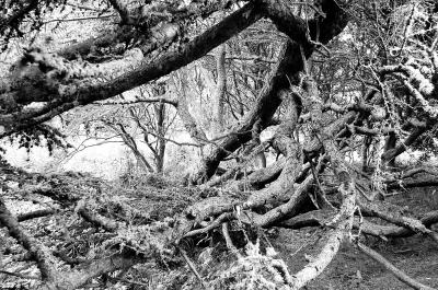 Mad trees...