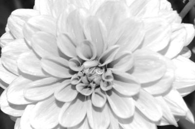 v3/39/497239/3/49837558.DSC_0051bw.jpg