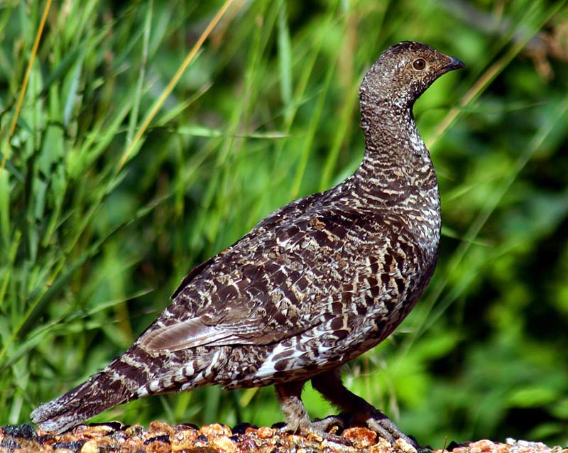 Blue Grouse