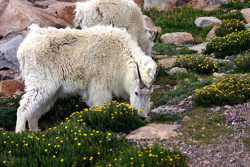 Mountain Goats 1