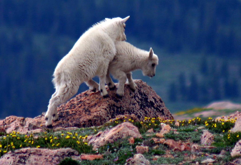 Mountain Goats 2