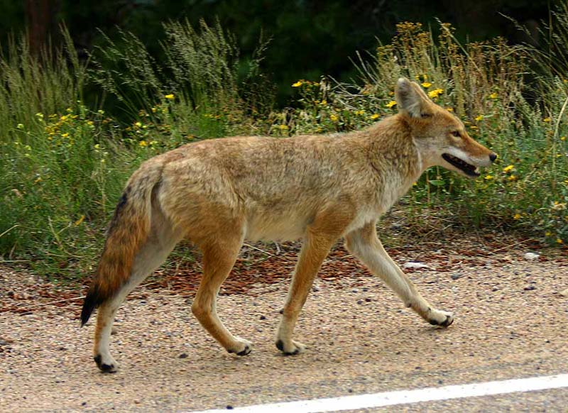 Coyote