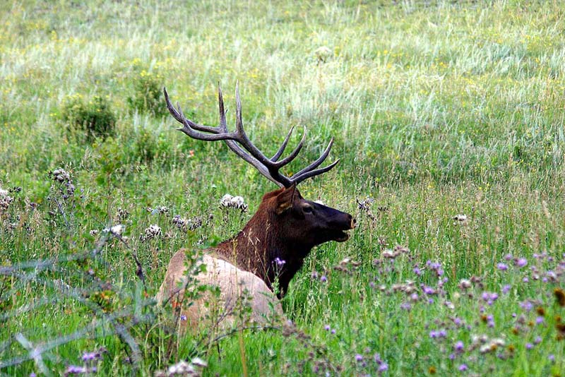 Elk