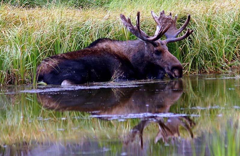 Bull Moose