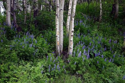  Kebler Pass