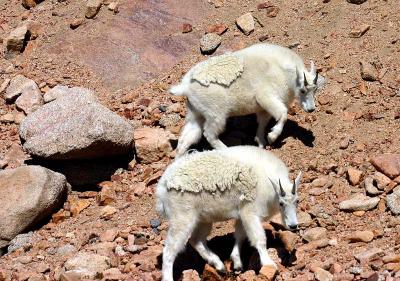 Mountain Goats 4