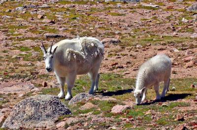  Mountain Goats 5