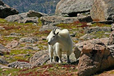 Mountain Goats 6