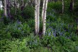  Kebler Pass