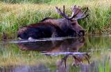 Bull Moose