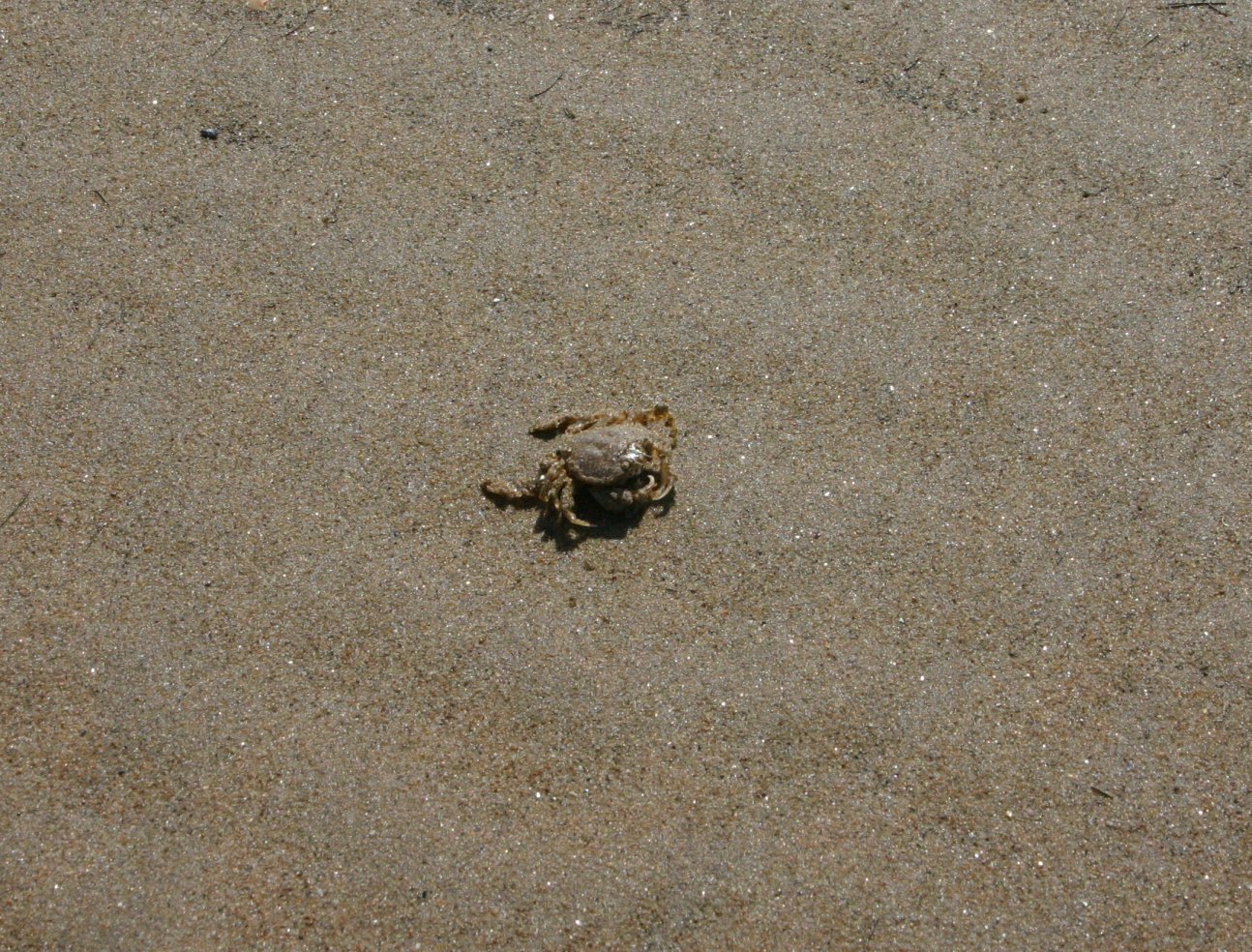 Crabby
