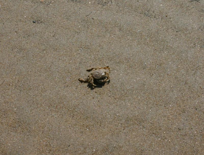 Crabby