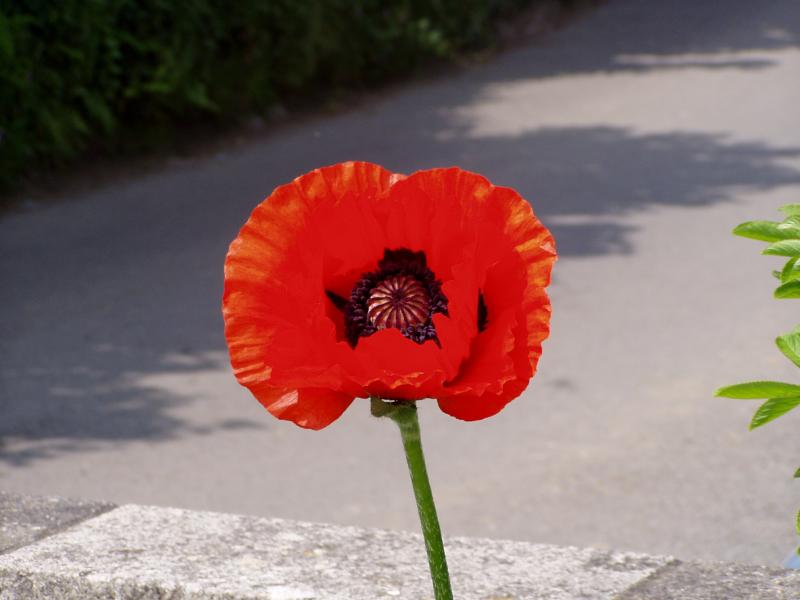 Poppy