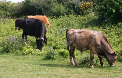 Welsh Beef