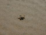Crabby