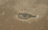 Something Fishy