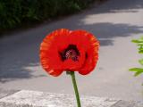 Poppy